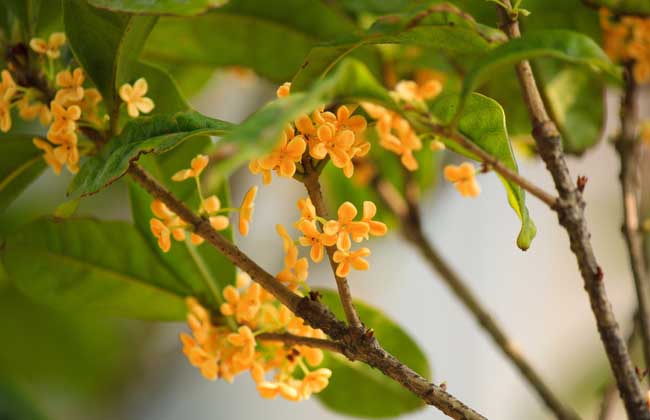 桂花树叶子干枯怎么办