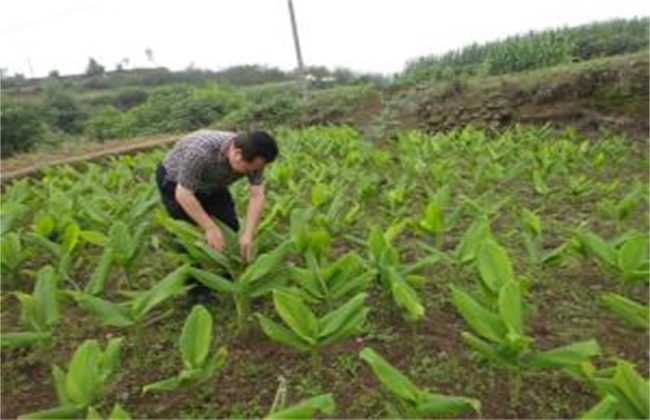 姜黄的种植方法