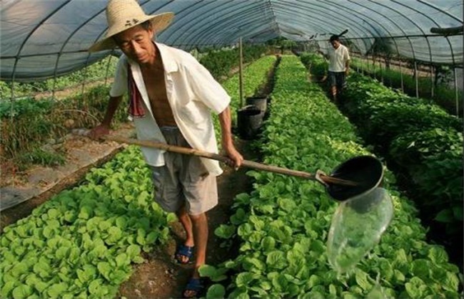 夏季白菜种植管理要点