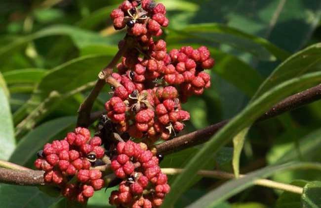 吴茱萸种植技术