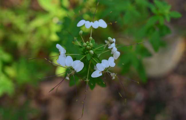 白花菜的功效与作用