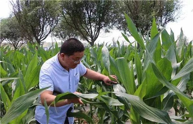 微生物农药 优缺点