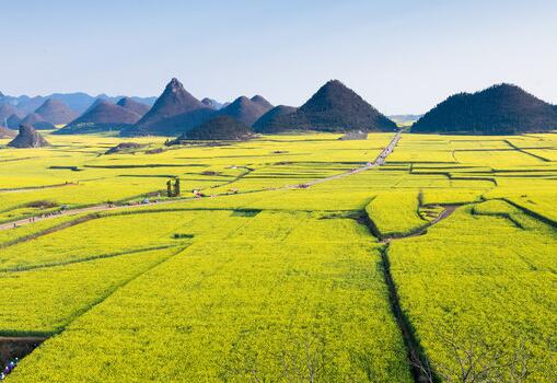 2019年全国各地油菜花几月份开花？10大观赏地点推荐！