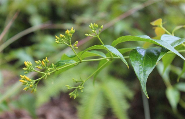 植株