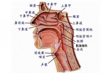 打鼾的原因及危害有哪些?