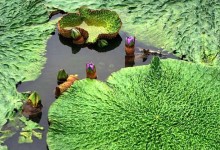 芡实的种植前景