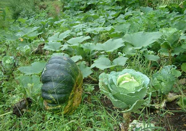 农村种植什么最赚钱