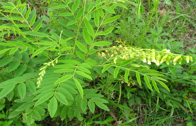 种植什么药材最赚钱