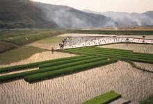 农村土地流转模式