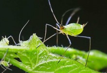 蚜虫的生物防治方法