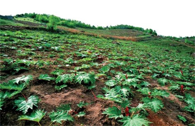 药材种植