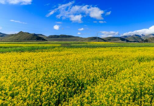 2019年全国各地油菜花几月份开花？10大观赏地点推荐！