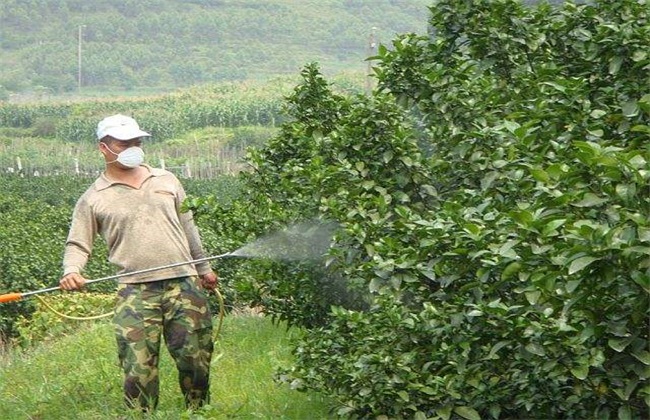 常用叶面肥 种类