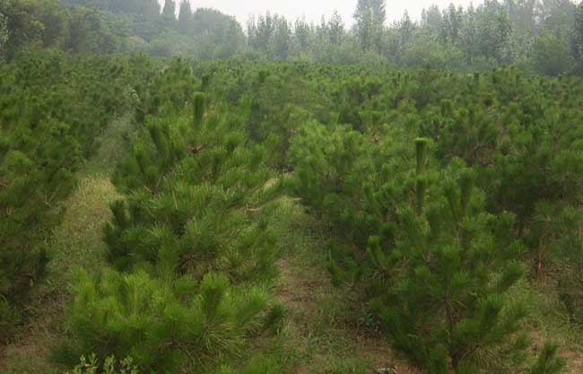 种植什么树苗最赚钱