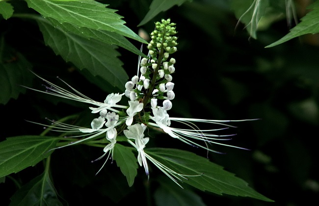 猫须草