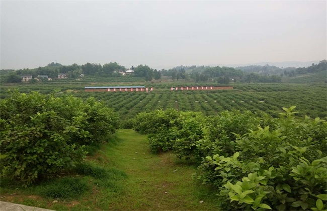 2019年 种植什么 风险大