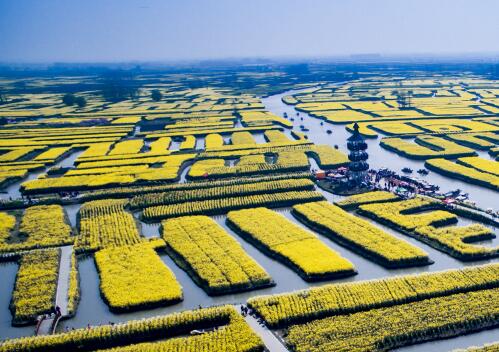 2019年全国各地油菜花几月份开花？10大观赏地点推荐！