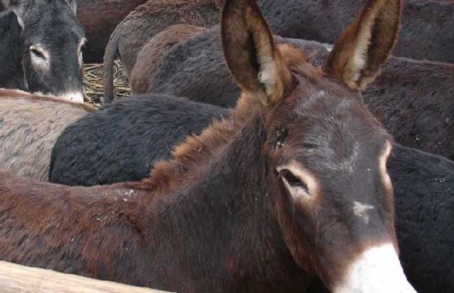 肉驴养殖补贴