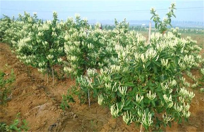 2019年 种植风险大 中药材