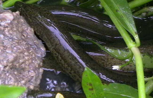 黄鳝死了还能吃吗