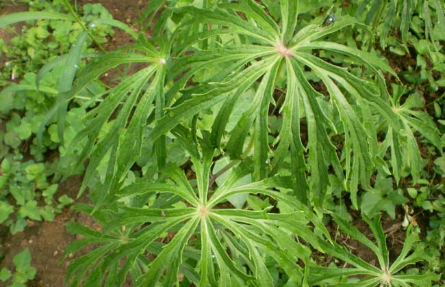 治風溼麻木,全身骨痛:一把傘四錢,刺五茄根四錢,白龍鬚三錢,小血藤