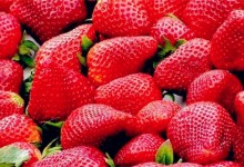 东莞哪里可以摘草莓
