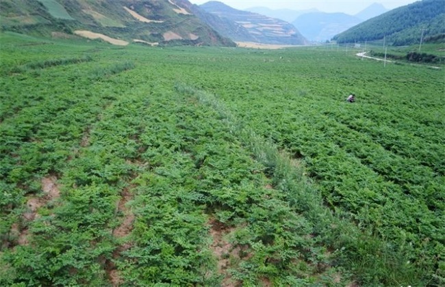 2019年 种植风险大 中药材