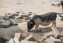 农业农村部:非洲猪瘟防控依然复杂严峻