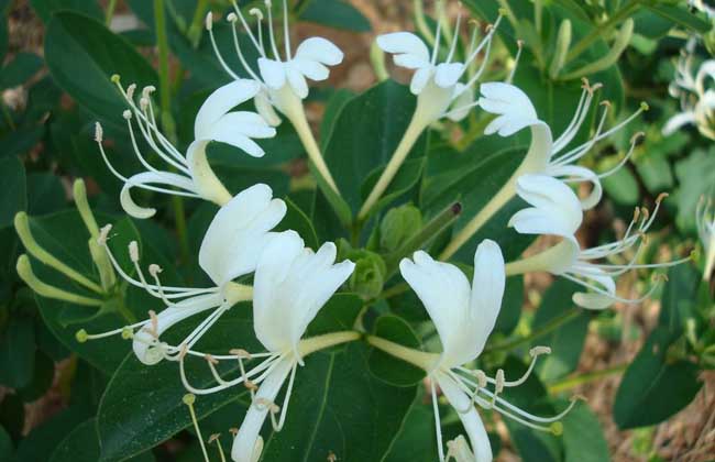 金银花和菊花泡水喝