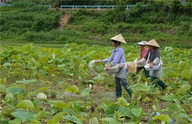 微量元素肥施用注意事项