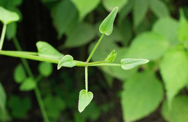 茜草