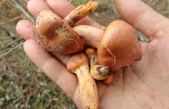 松蘑是目前極少數不能人工培植的野生菌之一,別稱松菇,松傘蘑,松釘蘑