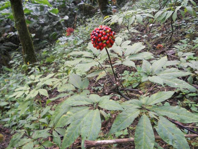 三七花泡水喝的功效