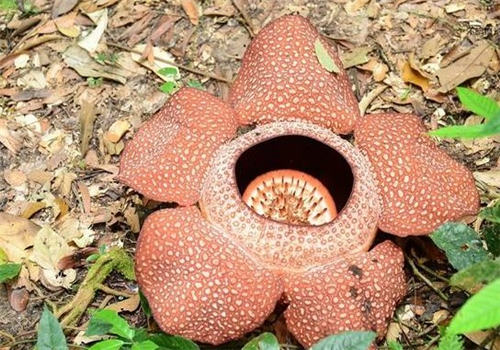 食人花的种植土壤