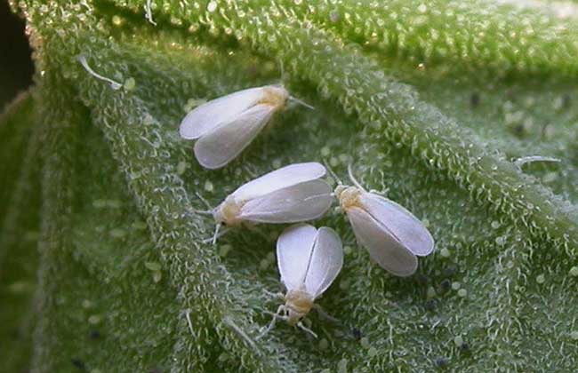 白粉虱的防治方法