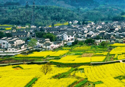 2019年全国各地油菜花几月份开花？10大观赏地点推荐！