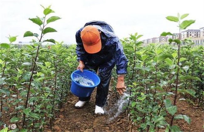 微量元素肥施用注意事项