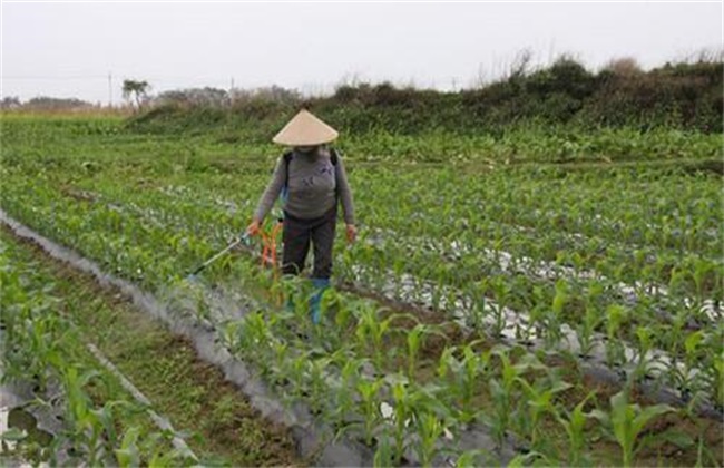 冬季使用农药注意事项