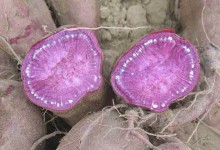 吃紫薯能减肥吗?