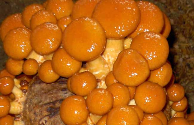 滑子菇是一种冬,春季发生的菌盖粘滑的木腐菌,别称珍珠菇,滑菇,光帽鳞
