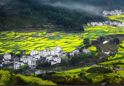 2019年全国各地油菜花几月份开花？10大观赏地点推荐！