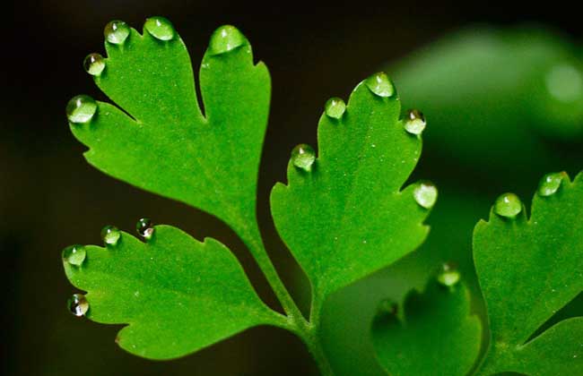 雨水节气是什么意思