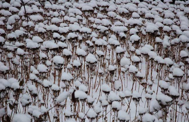 大雪节气是什么意思