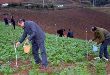 植物防冻剂使用方法及注意事项