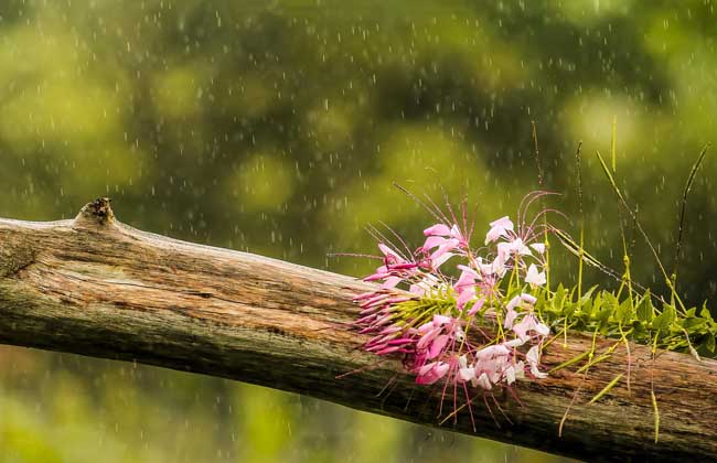 雨水是几月几日