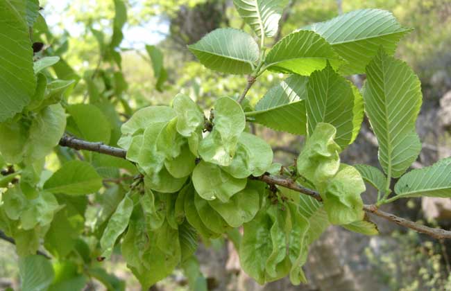 榆錢樹果實怎麼吃