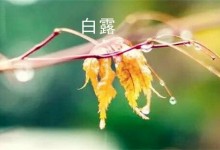 农历二十四节气中的“白露”是什么季节？