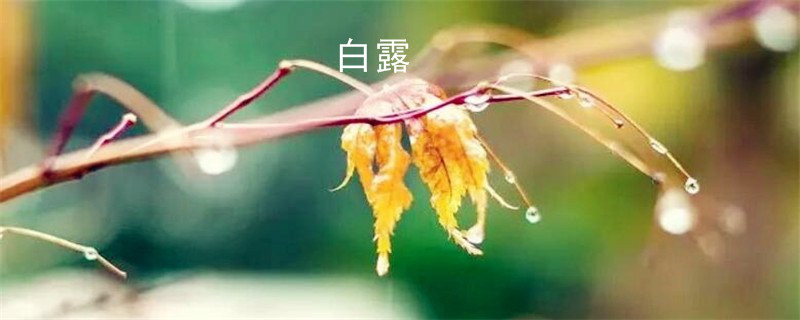 农历二十四节气中的“白露”是什么季节？