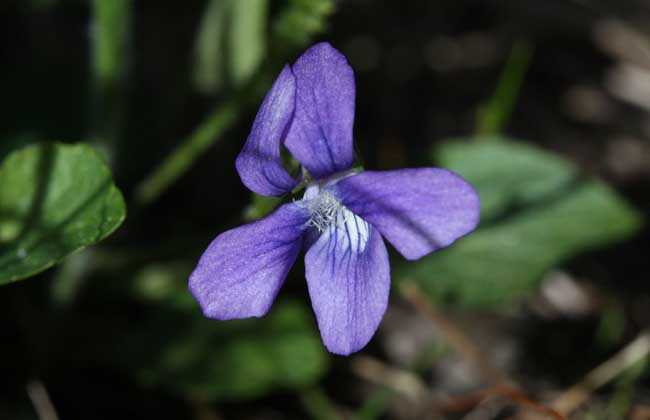 紫花地丁