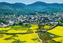 2019年全国各地油菜花几月份开花？10大观赏地